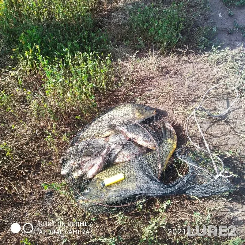 Carp, Crucian carp — Orlovskaya oblast, Jul 22, 2021