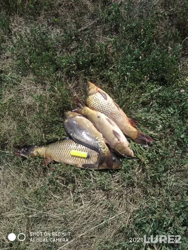 Carp — Orlovskaya oblast, Jul 24, 2021
