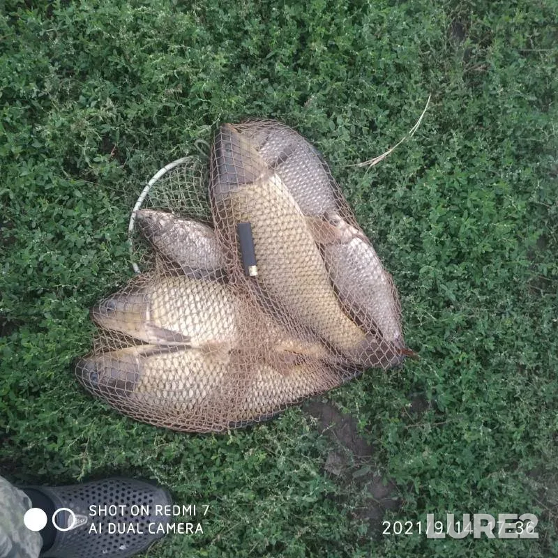 Carp, Crucian carp — Orlovskaya oblast, Sep 16, 2021