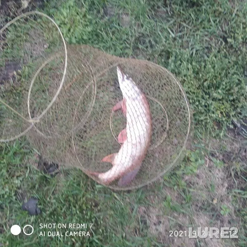 Pike — Orlovskaya oblast, Oct 01, 2021