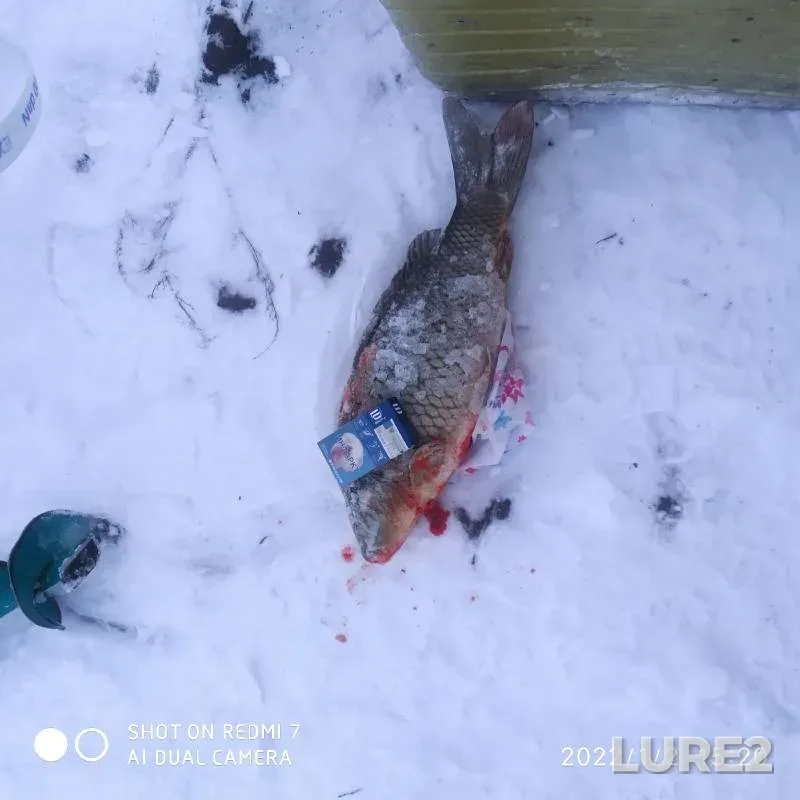 Carp — Orlovskaya oblast, Jan 02, 2022