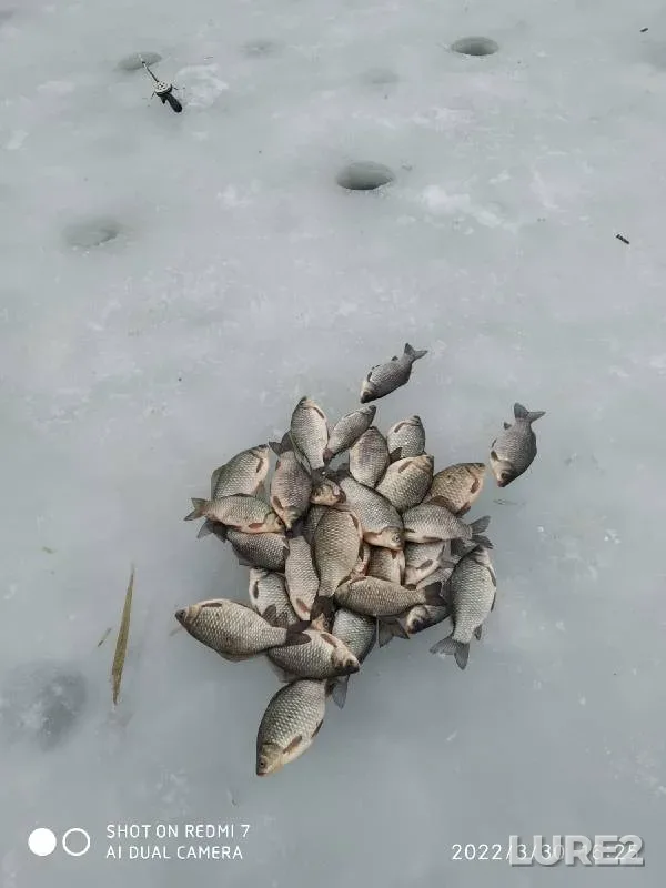 Crucian carp — Orlovskaya oblast, Mar 30, 2022