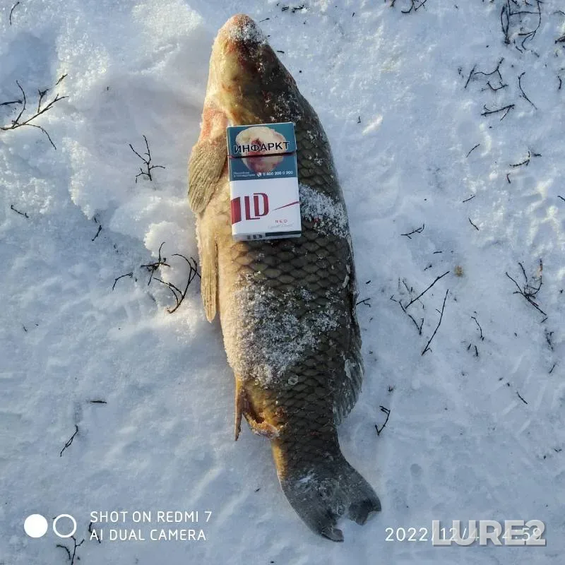 Carp — Orlovskaya oblast, Dec 04, 2022