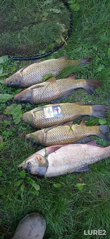 Carp — Orlovskaya oblast, Jul 16, 2023