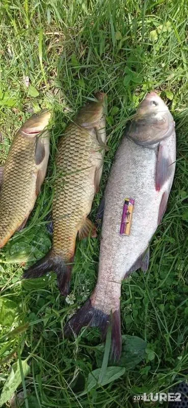Carp — Orlovskaya oblast, Jul 18, 2023