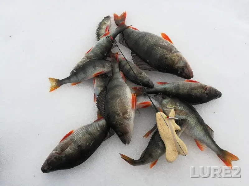 Perch — Respublika Kareliya, Sortavalskiy rayon, Mar 07, 2024
