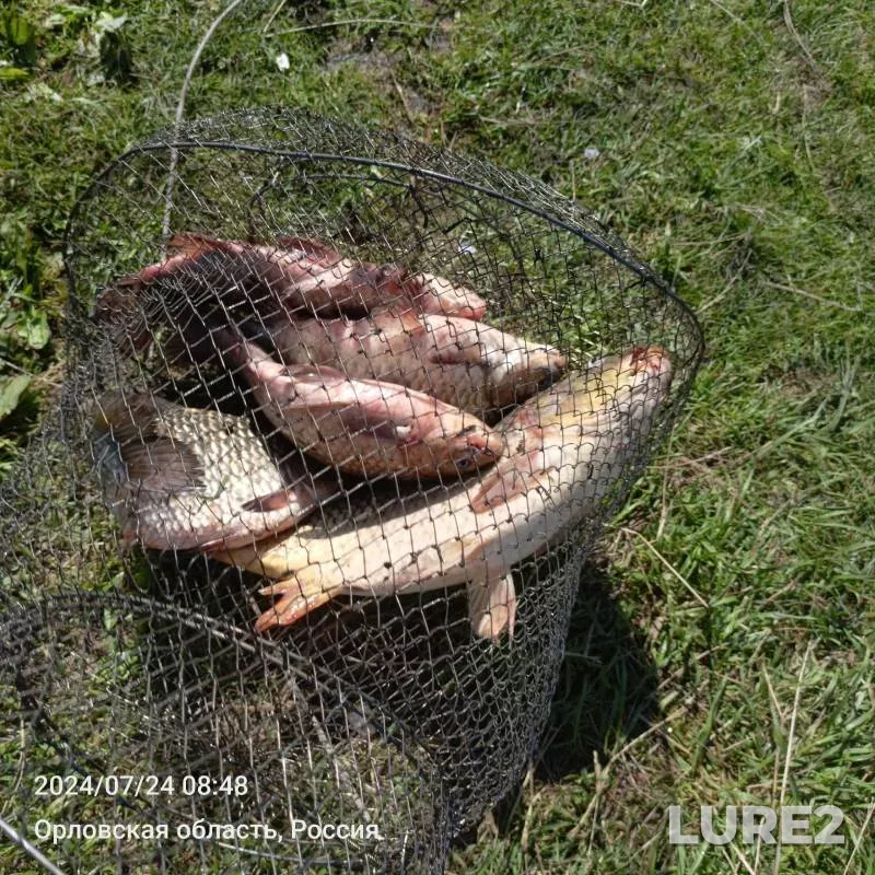 Carp, Crucian carp — Lubna, Jul 24, 2024
