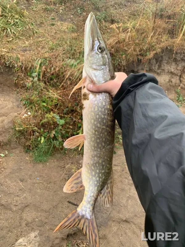 Pike — Silikatnyy, Oct 05, 2024
