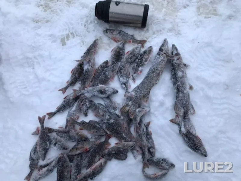Perch, Pike — Nungosha, Dec 29, 2018