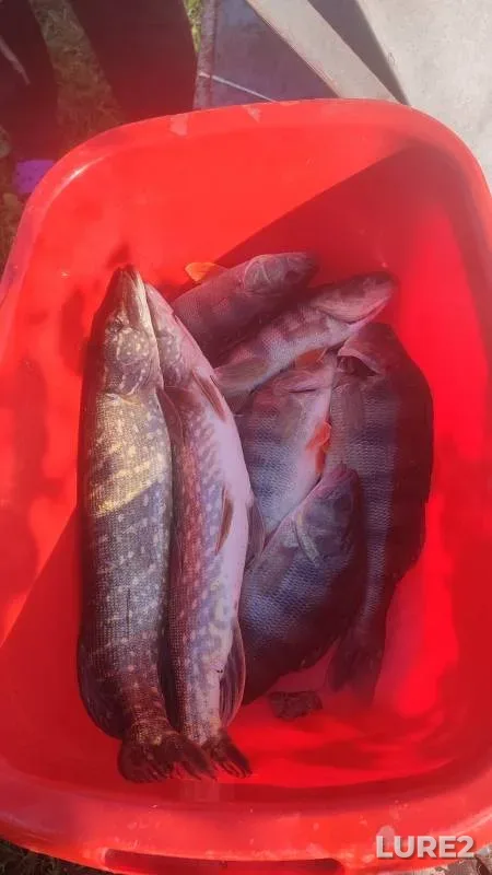 Perch, Pike — Orlik, Oct 12, 2024