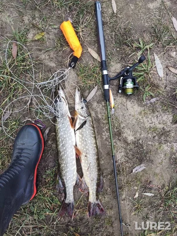 Pike — Oka, Nov 10, 2024