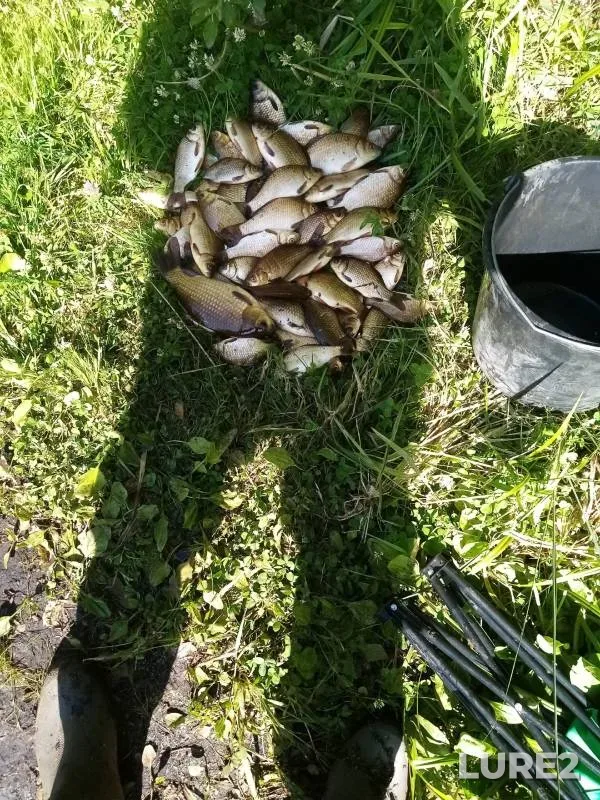 Crucian carp — Moskovskaya oblast, Orekhovo-Zuyevskiy gorodskoy okrug, Jun 15, 2023