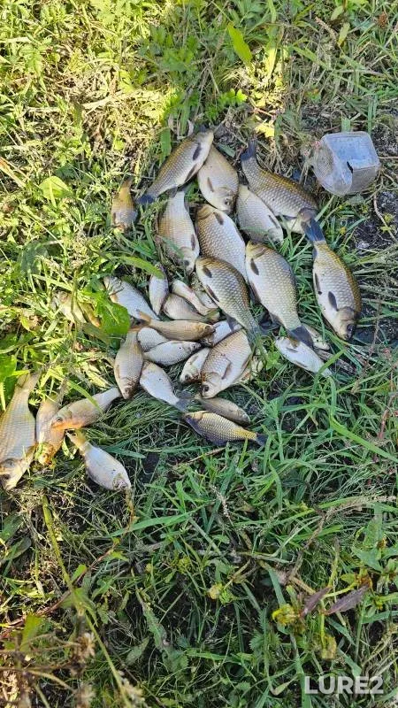 Crucian carp — Moskovskaya oblast, Orekhovo-Zuyevskiy gorodskoy okrug, Sep 23, 2024