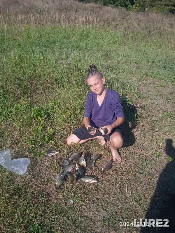 Crucian carp — Moskovskaya oblast, Orekhovo-Zuyevskiy gorodskoy okrug, Sep 23, 2024