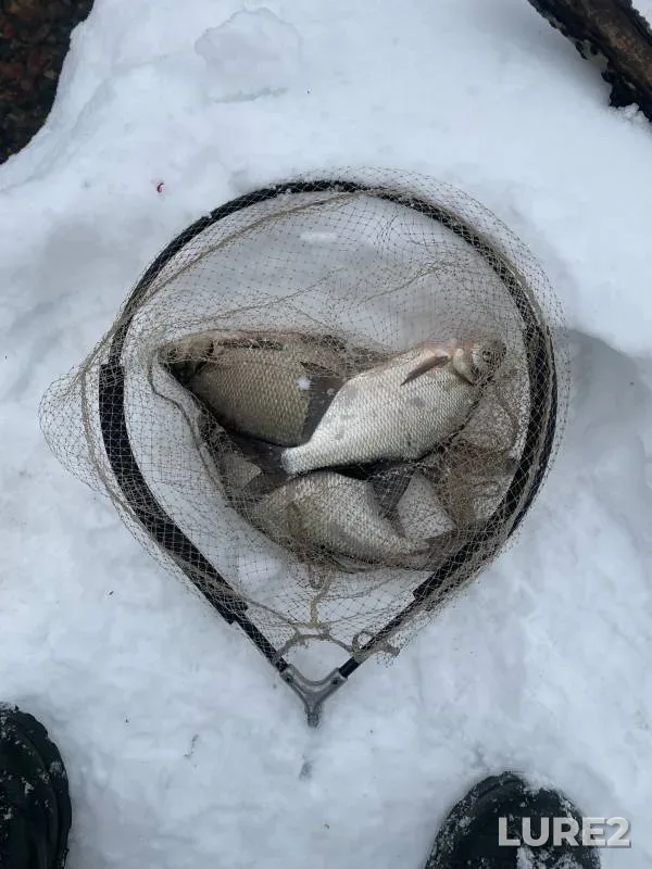Bream — Moskva, Feb 25, 2024