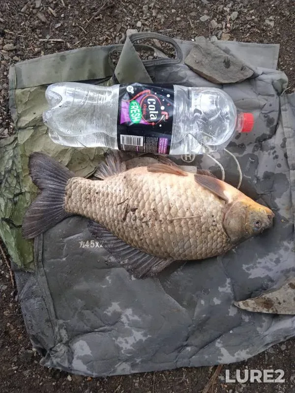 Crucian carp — Iriklinskoye, Jul 13, 2024