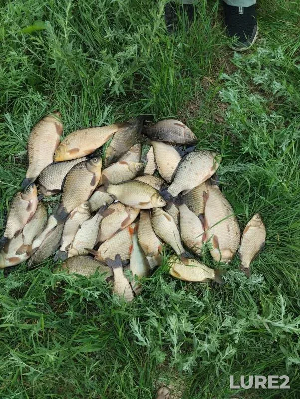 Crucian carp, Perch — Orenburgskaya oblast, Jul 08, 2024