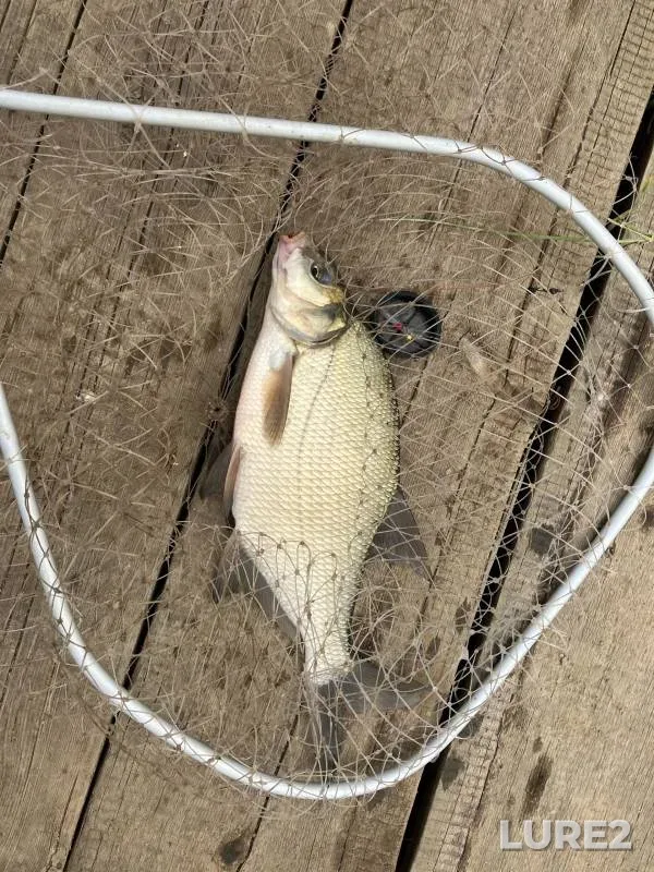 Bream — Orenburgskaya oblast, Jul 09, 2024