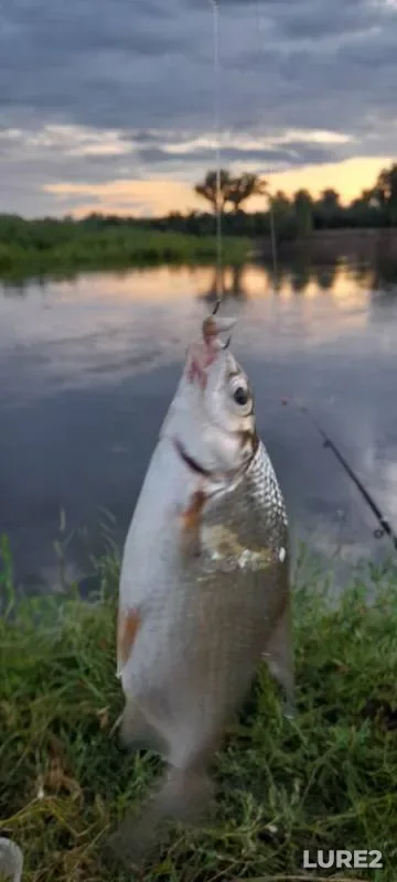 Bleak, Bream — Zhayyқ - Ural, Aug 02, 2024