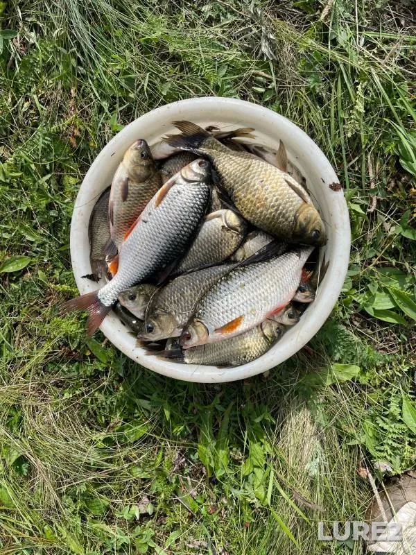 Crucian carp, Roach — Orenburgskaya oblast, Aug 24, 2024