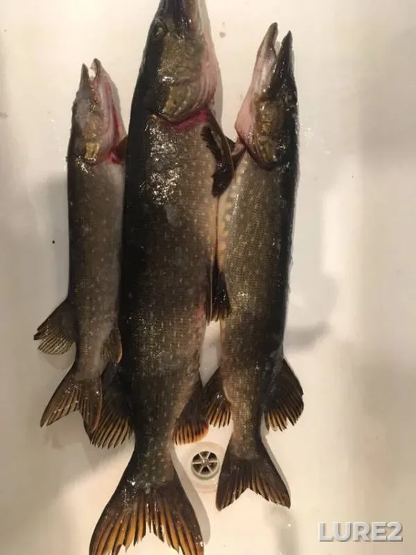 Perch, Pike — Sukhoye, Dec 15, 2018