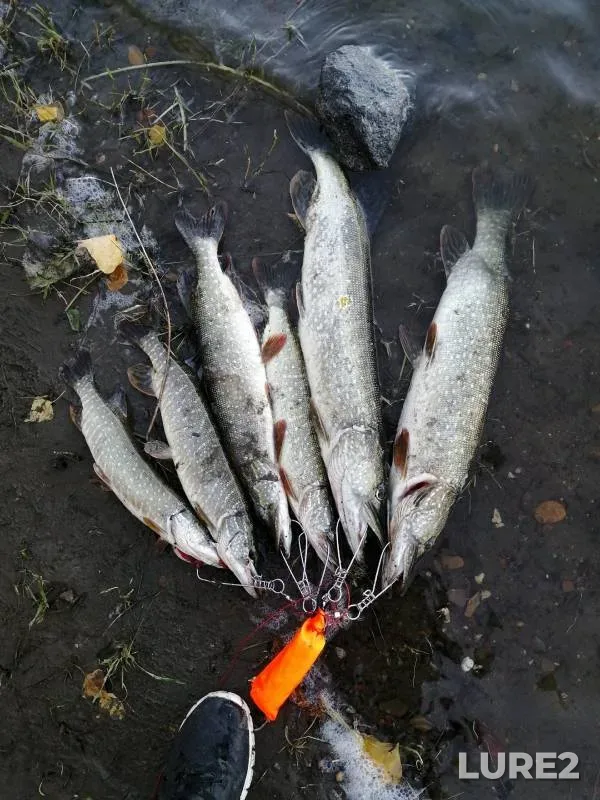 Pike — Orenburgskaya oblast, Sep 19, 2024