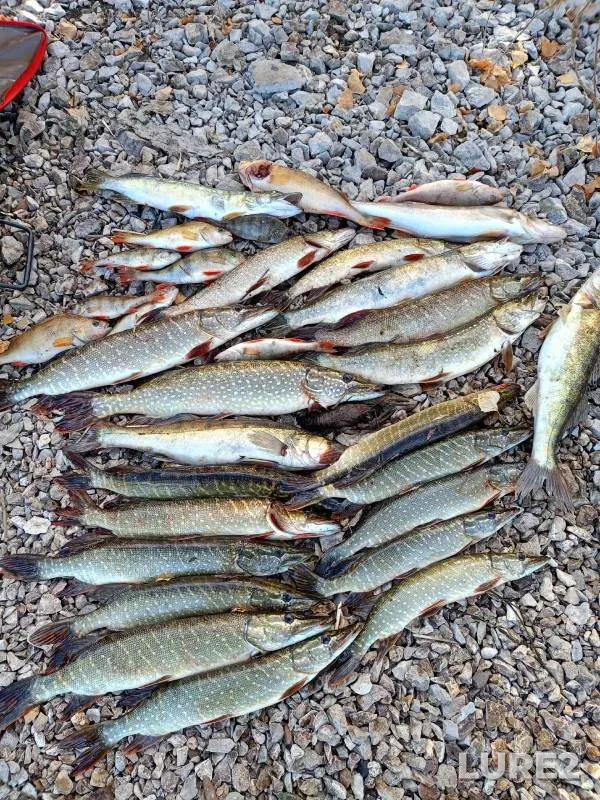 Perch, Pike — Iriklinskoye, Oct 01, 2024