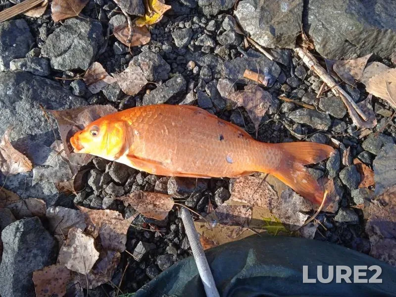 Carp — Kanal IGRES, Oct 28, 2024
