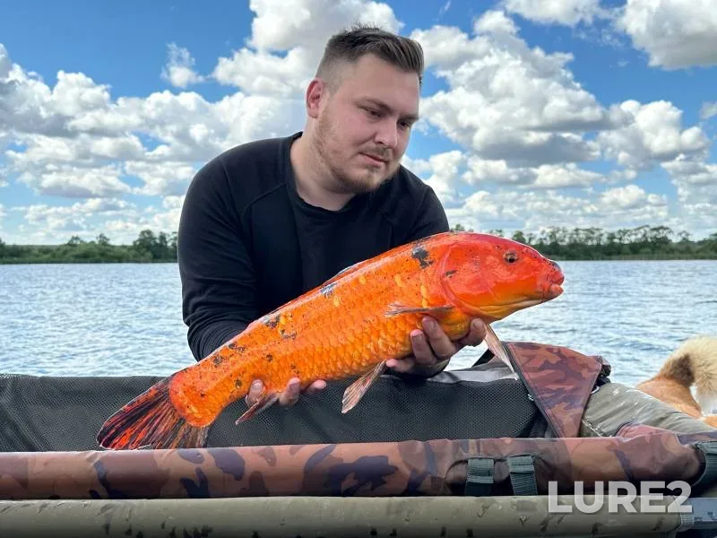 Carp — Golodyayevskiy, Jul 28, 2024