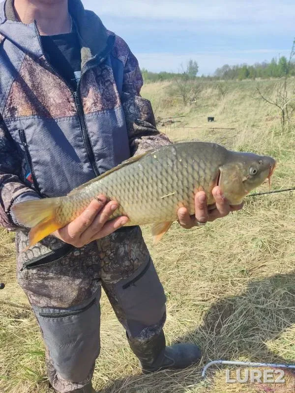 Carp — Penzenskaya oblast, Apr 29, 2023