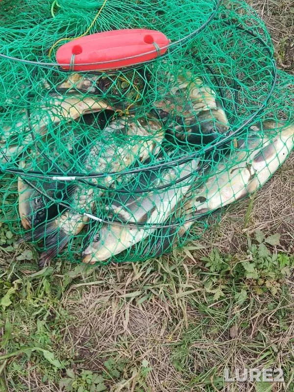 Carp — Penzenskaya oblast, Aug 13, 2023