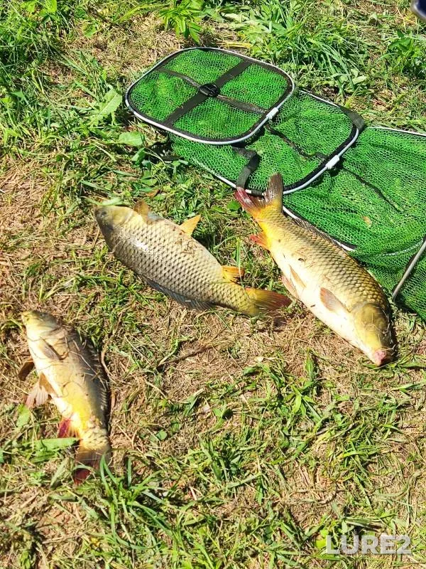 Carp — Penzenskaya oblast, Jun 09, 2024