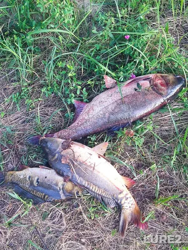 Carp — Penzenskaya oblast, Jun 23, 2024
