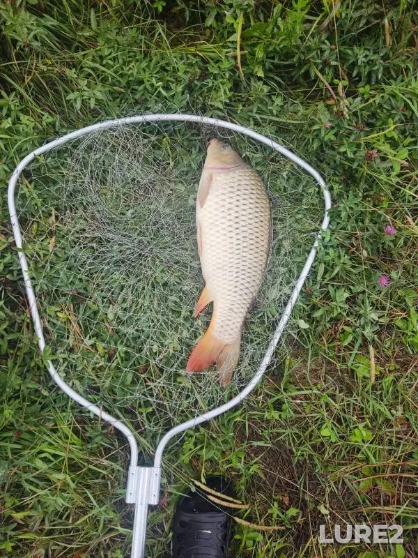 Carp — Penzenskaya oblast, Aug 11, 2024