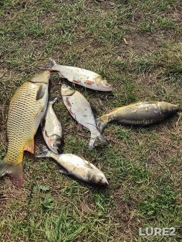 Carp — Penzenskaya oblast, Aug 24, 2024
