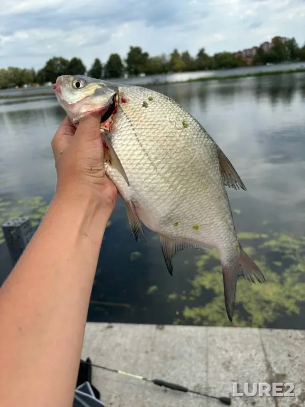 Bream, Roach — Sura, Aug 18, 2024