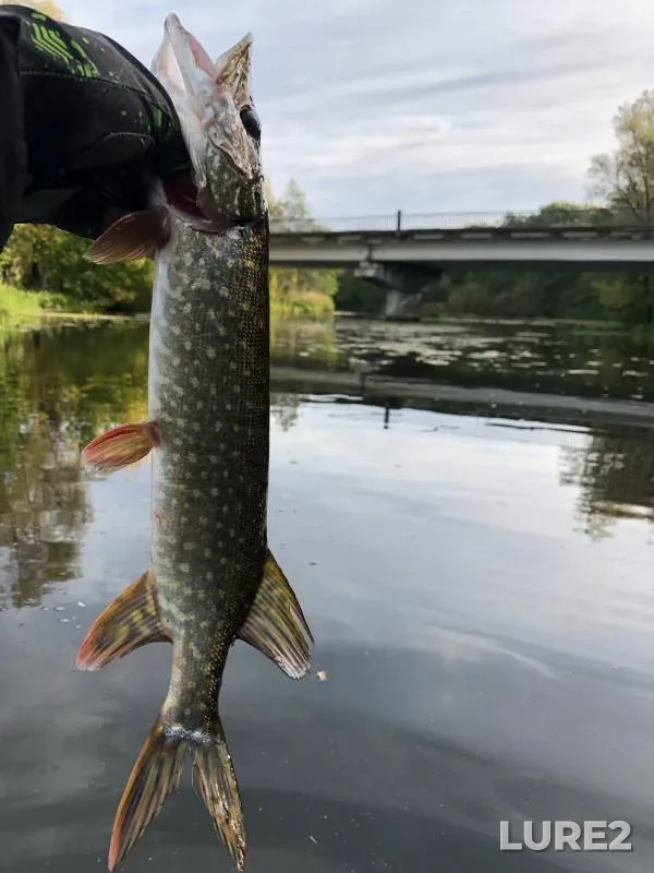 Perch, Pike — Sura, Sep 28, 2024