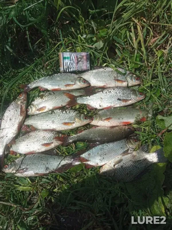 Roach — Penzenskaya oblast, Jun 11, 2023