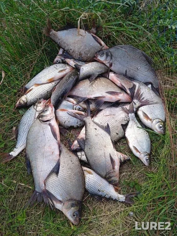 Bream, Roach — Uza, Apr 28, 2024