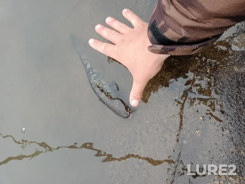 Wels catfish — Kutlya, May 31, 2021