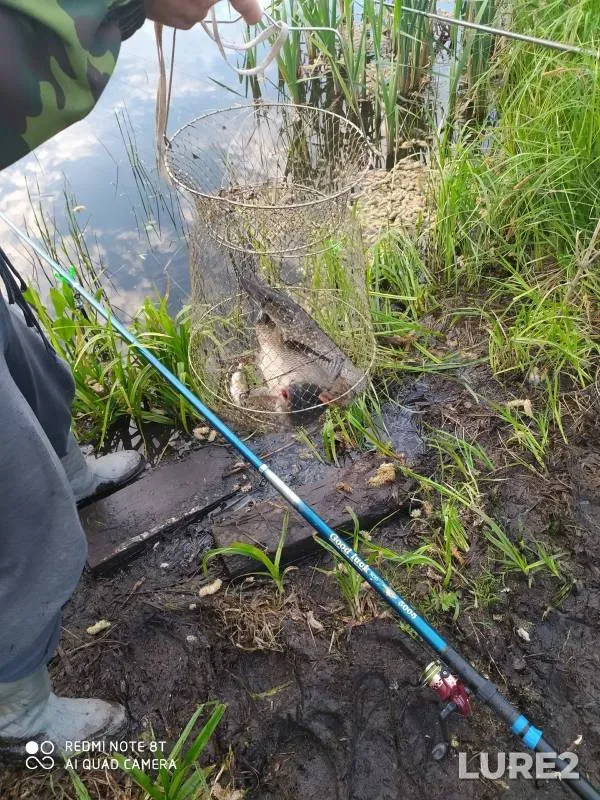Carp, Perch — Kutlya, May 21, 2024