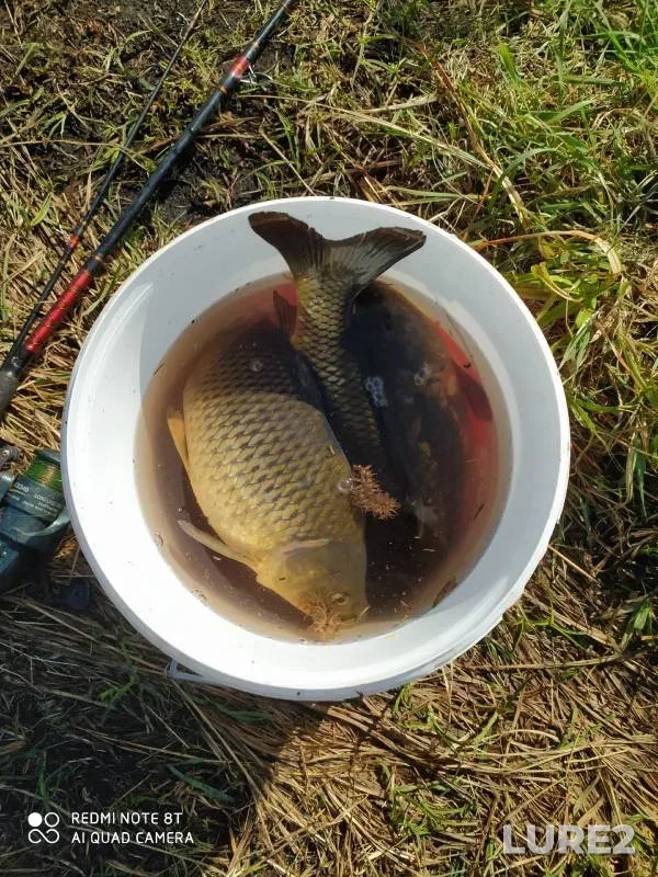 Carp — Kutlya, May 23, 2024