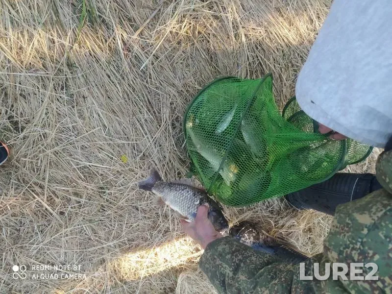 Crucian carp, Roach — Kutlya, May 25, 2024