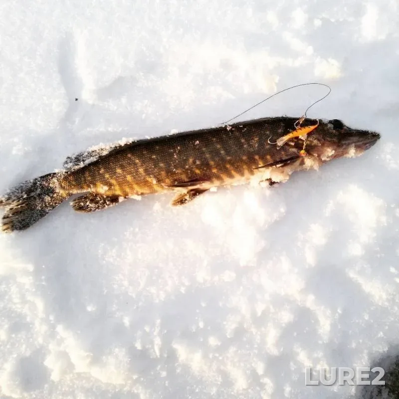 Pike — Leningradskaya oblast, Boksitogorskiy rayon, Dec 08, 2018