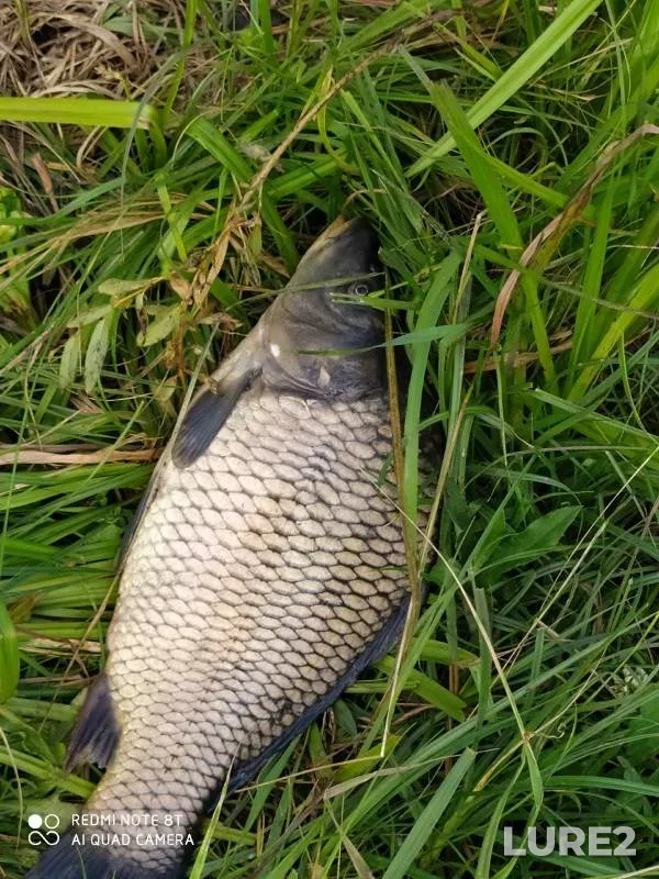 Carp — Kutlya, Jul 06, 2024