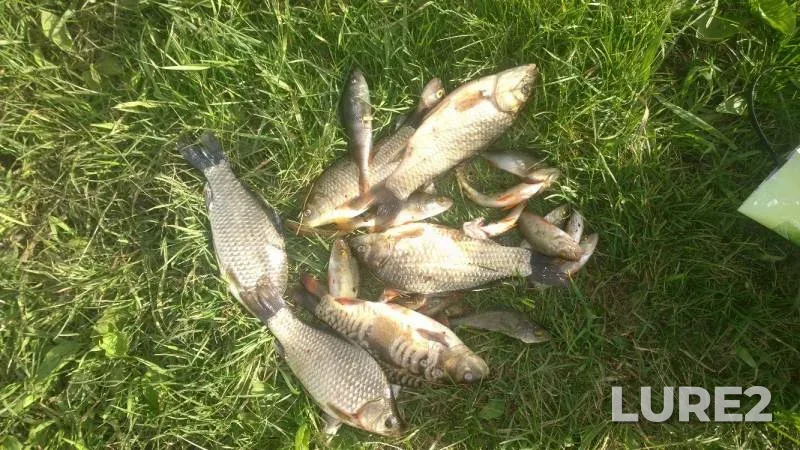 Carp, Crucian carp — Penzenskaya oblast, Jun 18, 2018