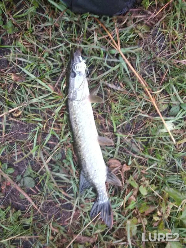 Perch, Pike — Kutlya, Aug 01, 2020