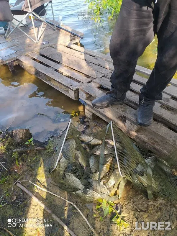 Crucian carp — Penzenskaya oblast, Jul 02, 2023