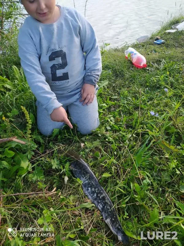 Wels catfish — Kutlya, Jul 17, 2023
