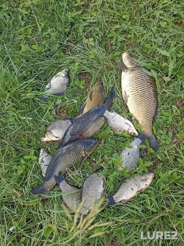 Carp, Crucian carp — Penzenskaya oblast, Jul 23, 2023